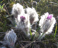 Pulsatilla grandis3388.JPG
