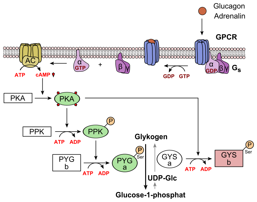 Regulation of glycogen metabolism glucagon.svg