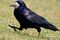 Rook - Corvus frugilegus (476445950).jpg