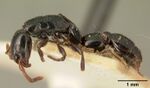 Simopone grandidieri casent0101842 profile 1.jpg