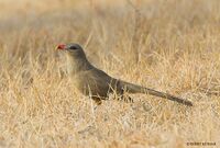 Sirkeer Malkoha, Hyderabad, India.jpg