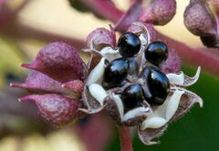 Tetradium daniellii (Evodia, Euodia, Tetradium) (24374665758).jpg