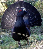 Tetrao urogallus tjäder.jpeg