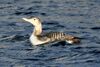 Yellow-billed Loon.jpg