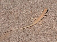 Acanthodactylus opheodurus.jpg