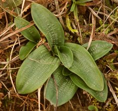Aceras anthropophorum leaves.jpg