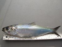 Alosa maeotica.jpg