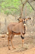 Beisa, Tsawo-Wes, Tanzanië.jpg