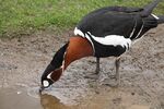 Branta ruficollis -Beale Park, Berkshire, England-8a.jpg