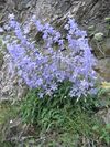 Campanula sarmatica.jpg