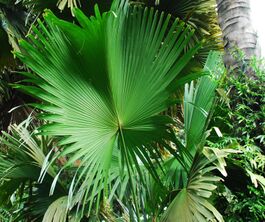 Corypha umbraculifera talipot flle.jpg