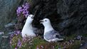 Fulmar (Fulmarus glacialis) (14).jpg