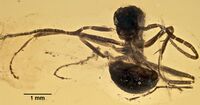 Gerontoformica cretacica MNHNA30088 ventral profile whole.jpg