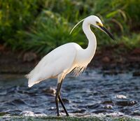 Little Egret.6.jpg