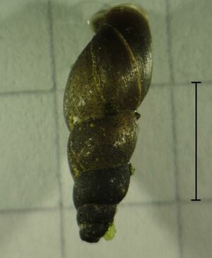 Omphiscola glabra