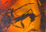 PIN3387-37 Zherichinius horribilis.jpg
