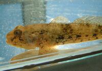 P eurycephalus 1.jpg