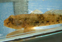P eurycephalus 1.jpg