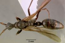 Pachycondyla analis sam-hym-c000749a dorsal 1.jpg