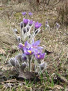 Pulsatilla patens in Belarus.jpg