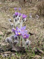 Pulsatilla patens in Belarus.jpg