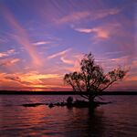 Rivertree 1 md.jpg