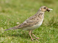 Skylark 2, Lake District, England - June 2009.jpg