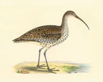 Slender-billed Curlew.jpg