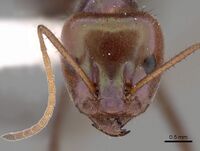 Specimen CASENT0249728 Iridomyrmex viridiaeneus.jpg