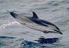 Stenella coeruleoalba-cropped.jpg