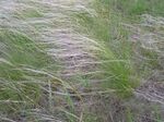Stipa lessingiana habitus.jpg