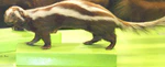 Striped polecat.jpg