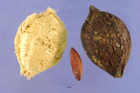 Teca 001.jpg