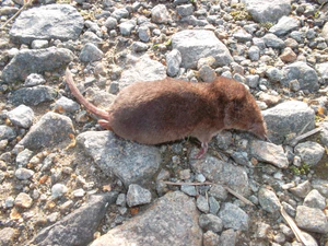 Tote Waldspitzmaus (Sorex araneus).JPG
