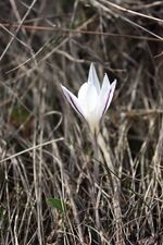 Крокус сітчастий.JPG