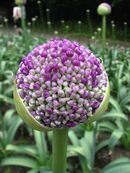 Allium Giganteum (1).jpg