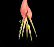 Billbergia x windii04 ies.jpg