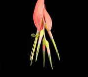 Billbergia x windii04 ies.jpg