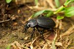Carabus gebleri 2.jpg