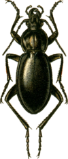 Carabus miles Jacobson.png