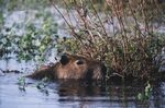 Carpincho (Hydrochoerus hydrochaeris) Iberá.jpg