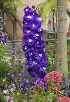 Delphinium01.jpg