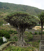 Dracaena draco.jpg