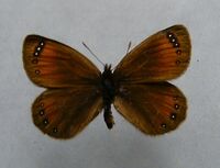 Erebia gorge.triopes.jpg