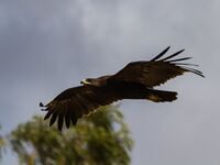 Greater spotted eagle in flight.jpg