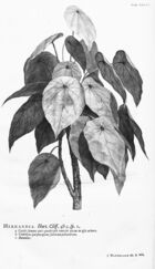 Hortus Cliffortianus (TAB- XXXIII) BHL397272.jpg