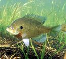 Lepomis macrochirus photo.jpg