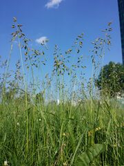 Poa pratensis sl1.jpg