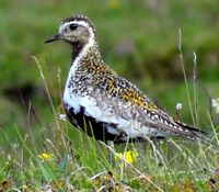 Rohkunborri Pluvialis Apricaria