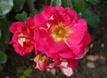 Rosa 'Bajazzo' Kordes 01.jpg